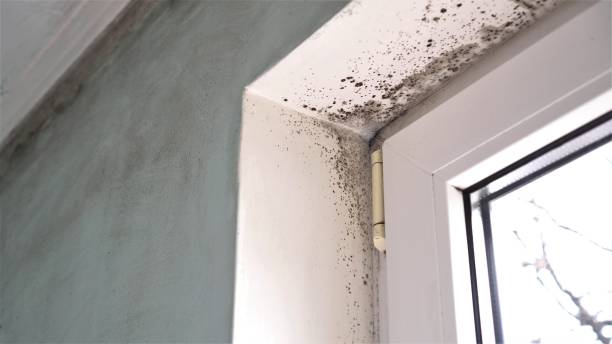 Best Attic Mold Removal  in Sconsin Dells, WI