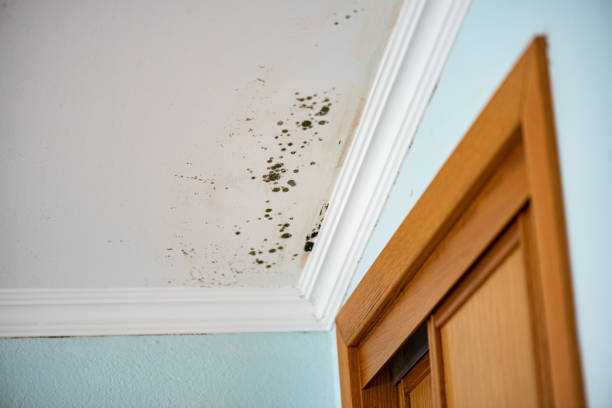 Best Mold Damage Repair  in Sconsin Dells, WI