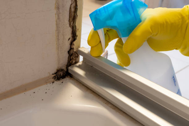 Best Home Mold Removal  in Sconsin Dells, WI