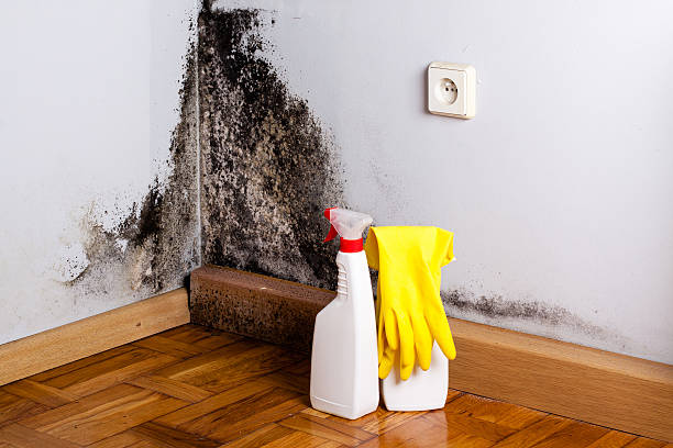 Best Residential Mold Removal  in Sconsin Dells, WI