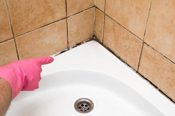 Best Certified Mold Removal  in Sconsin Dells, WI